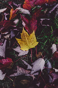 photography of fallen maple leaves thumbnail