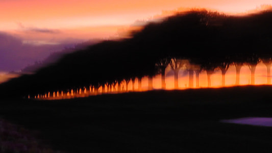 trees under orange sky during sunset thumbnail