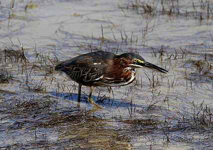 brown and white bird on mud thumbnail