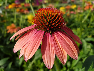purple and beige petaled flower thumbnail