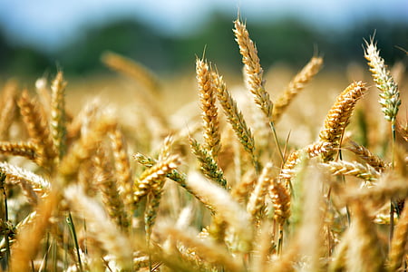 selective focus of wheat photography during daytime thumbnail