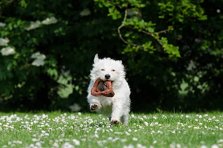 dog holding toy thumbnail