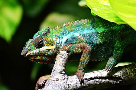 green and blue chameleon thumbnail