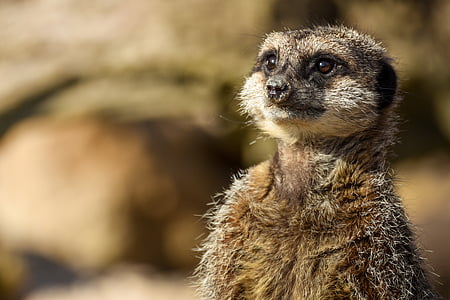 standing meercat thumbnail