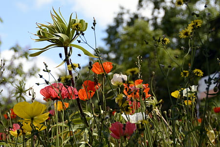 orange flowers thumbnail