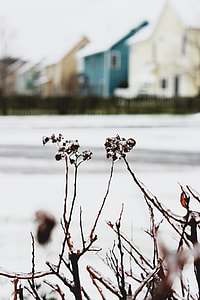 ice-coated flowers during daytime thumbnail
