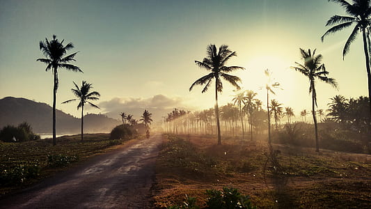 landscape photography of forest thumbnail