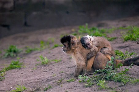 Monkey With Baby, Monkey With Child thumbnail