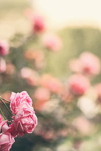 tilt shift lens photography of pink flowers thumbnail
