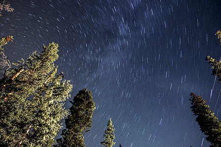 low angle photo of trees and sky thumbnail