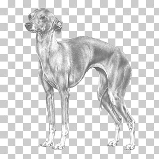 17 Mudhol Hound Png Cliparts For Free Download Uihere