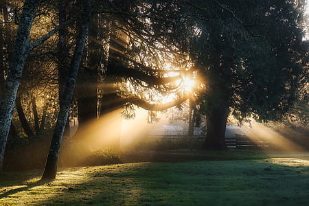 green leaf trees at daytime thumbnail