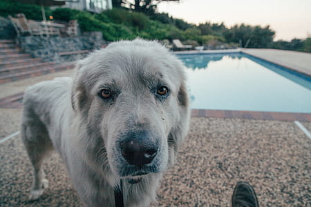 medium dog standing near pool thumbnail