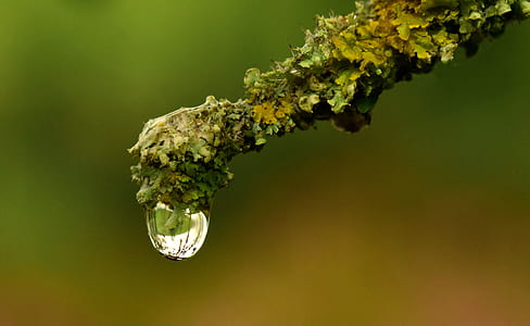 close-up photo of green leaf plant thumbnail