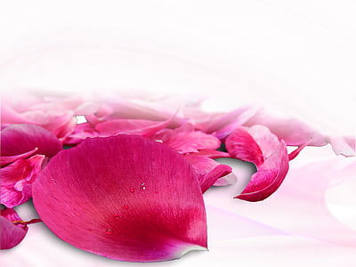 red and pink rose petals in close up photography thumbnail