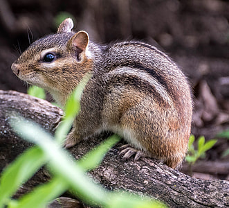 Eastern Chipmunk thumbnail