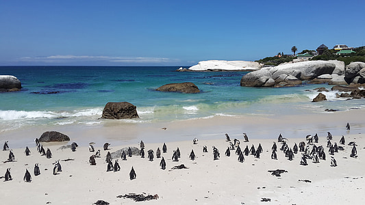 group of black penguins on seashore at daytime thumbnail