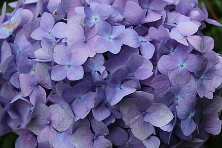 focus photo of purple petaled flowers thumbnail