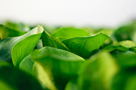 selective focus photo of green leafed plant thumbnail