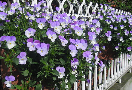 purple and white flowers during daytime thumbnail