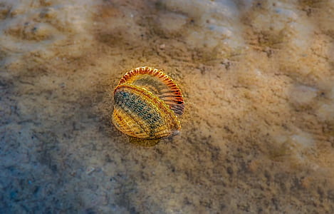 gray shell thumbnail