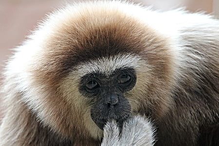 white and brown monkey thumbnail