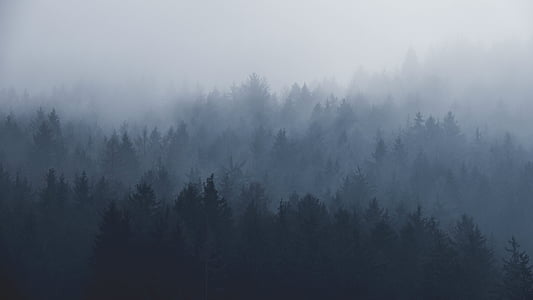 trees covered with fog thumbnail