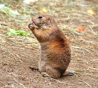 brown beaver thumbnail