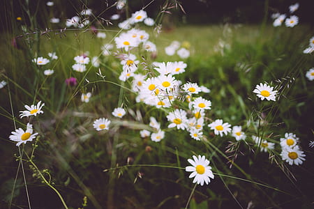 shallow focus photography of white flowers thumbnail