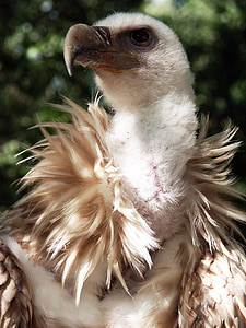 focus photo of balb eagle thumbnail