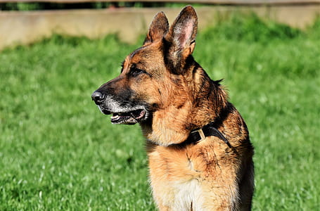 adult German shepherd thumbnail