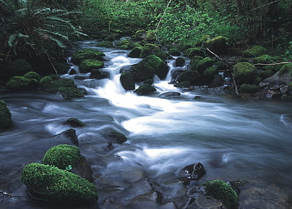 photography of river near trees at daytime thumbnail