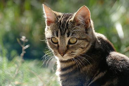 close-up photograph of brown tabby cat thumbnail
