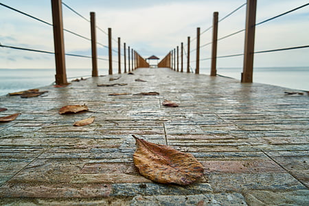 docking bay with brown leaves thumbnail