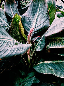 close-up of leafed plant thumbnail