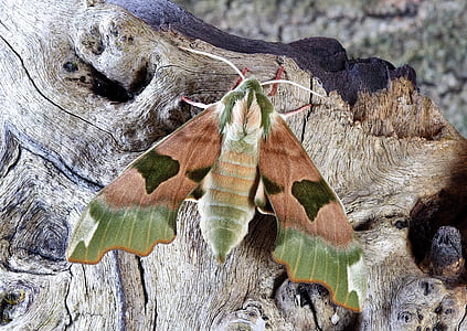 shallow focus photography of pandora hawk moth thumbnail