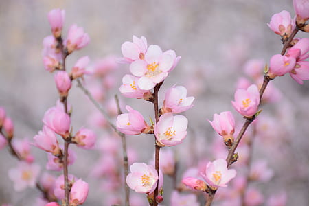 close up photo of pink cherry blossoms at daytime thumbnail