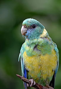 green and yellow bird perched on twig thumbnail