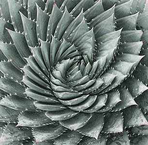 gray cactus thumbnail
