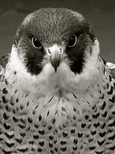 grayscale photo of a bald eagle thumbnail