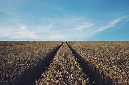 field of brown plant during daytime thumbnail