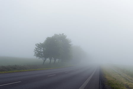 asphalt road beside trees covered with fogs during foggy time thumbnail