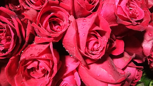 red roses close-up photography thumbnail
