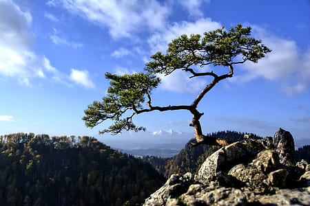 tree on hill beside stones thumbnail