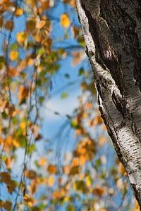 yellow and green leaves thumbnail