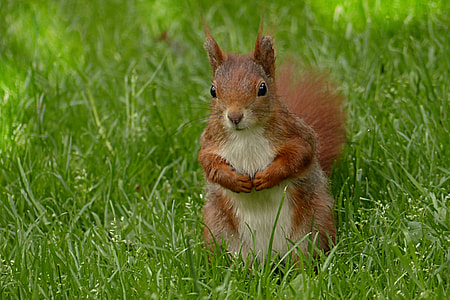 close up photo of brown squirrel in green grass field thumbnail