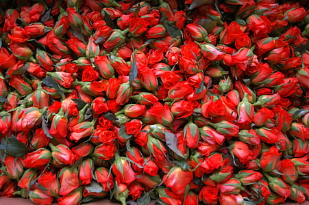 red petaled flowers thumbnail
