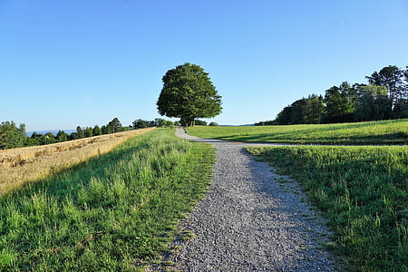 green leaf tree at the end of gray pathway between green grass field thumbnail
