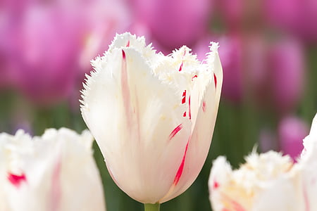 closeup photo of pink tulips in bloom thumbnail
