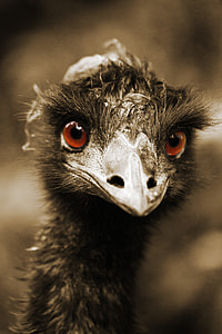 brown feather bird closeup photography thumbnail